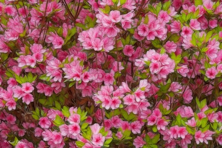 Small Pink Azaleas; Norfolk Botanical Garden
