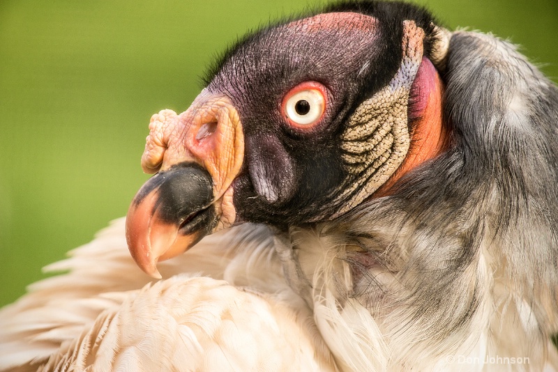 King Vulture 3-0 f lr 4-25-15 j098 - ID: 14885619 © Don Johnson