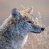 © Annie Katz PhotoID # 14885661: coyote