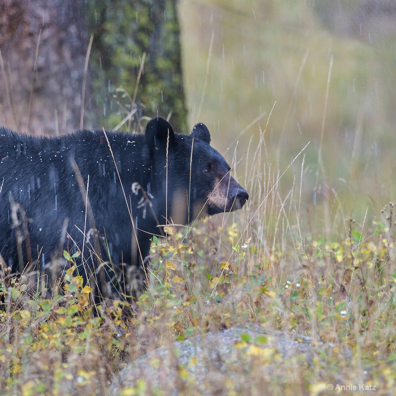 mama black bear - ID: 14885701 © Annie Katz