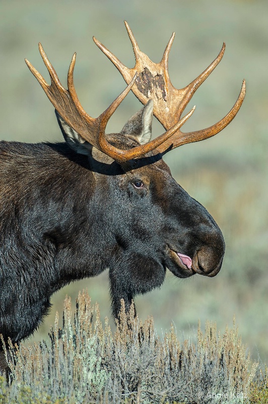 moose - ID: 14885707 © Annie Katz