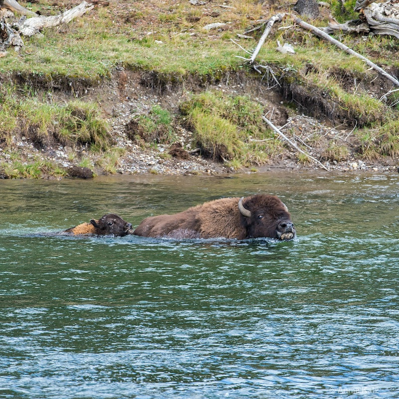 mother   bison calf swimming - ID: 14885708 © Annie Katz