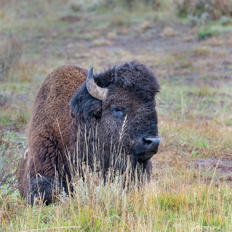 resting bison - ID: 14885726 © Annie Katz