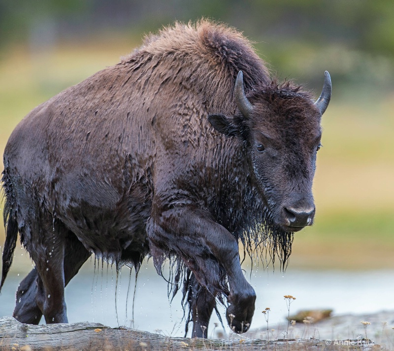 soaking wet bison - ID: 14885732 © Annie Katz