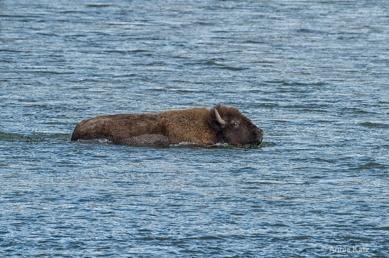 swimming bison - ID: 14885736 © Annie Katz
