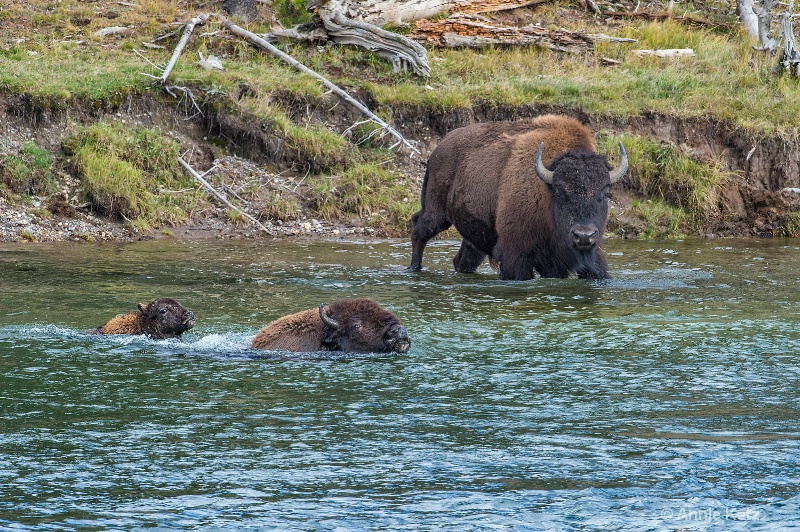 swimming yellowstone bison - ID: 14885738 © Annie Katz