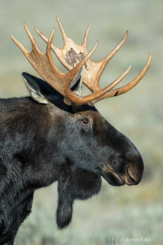 tetons moose - ID: 14885740 © Annie Katz