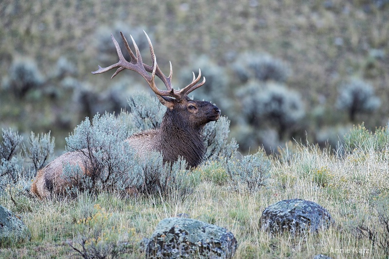 touchdown the elk - ID: 14885741 © Annie Katz