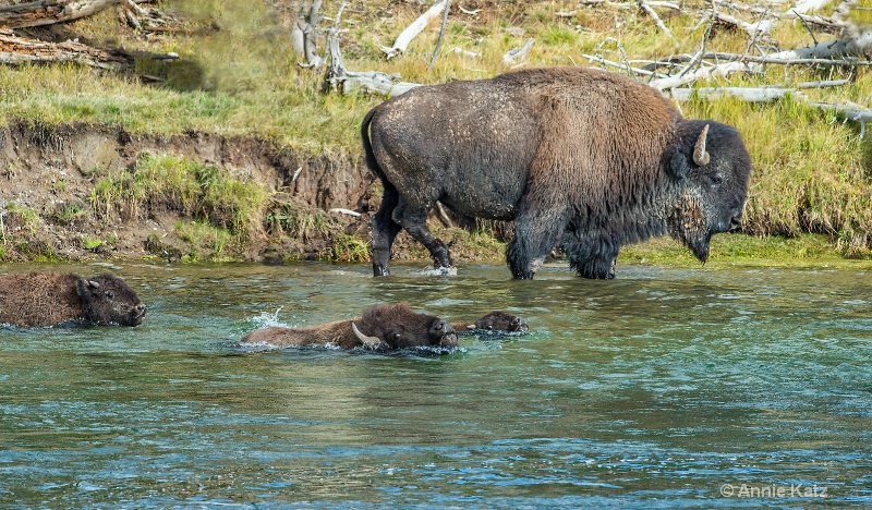 three swimming bison - ID: 14885742 © Annie Katz