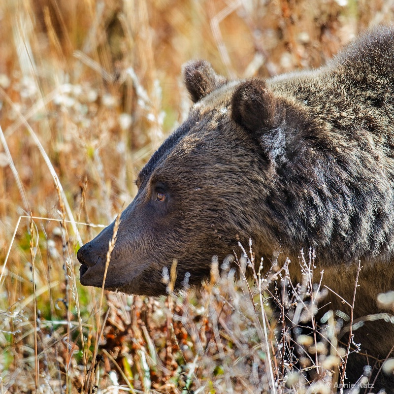 yellowstone grizzly  - ID: 14885751 © Annie Katz