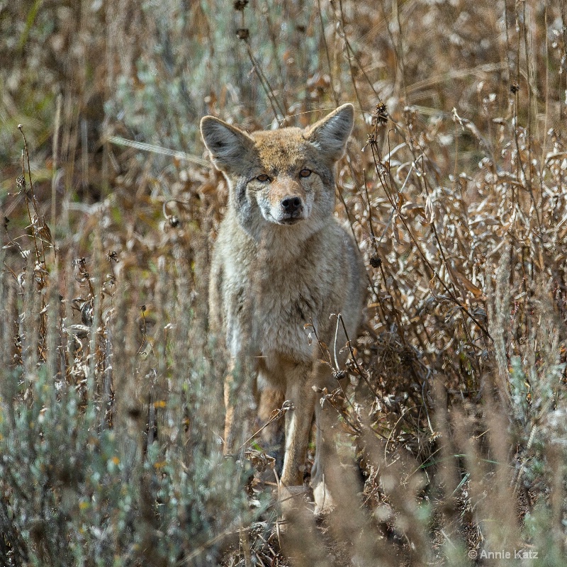 yellowstone coyote - ID: 14885753 © Annie Katz