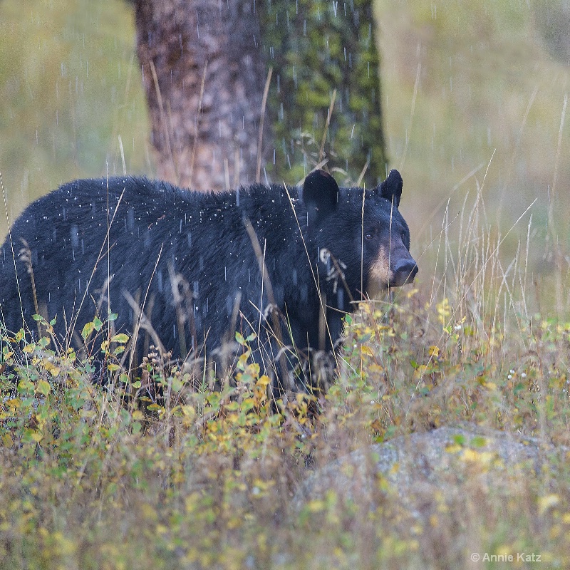 yellowstone black bear - ID: 14885754 © Annie Katz