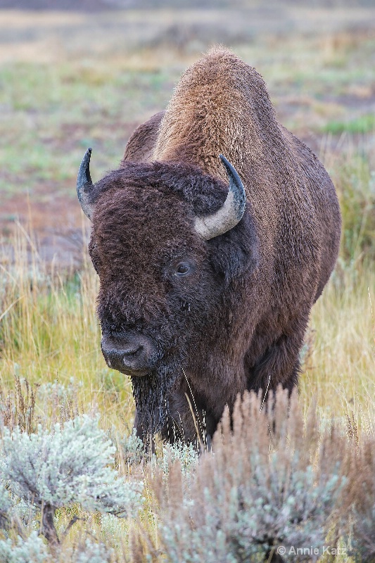 yellowstone bison - ID: 14885755 © Annie Katz