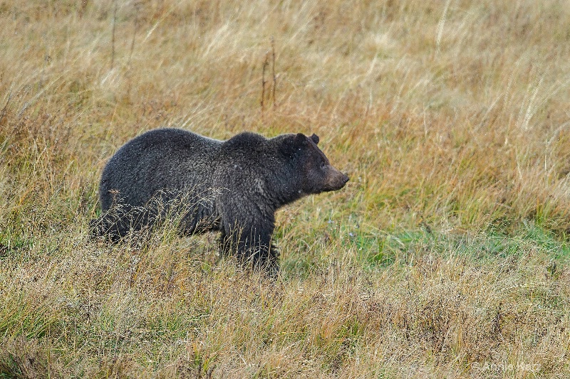 yellowstone grizzly bear - ID: 14885756 © Annie Katz