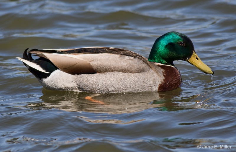 A Ducking Duck