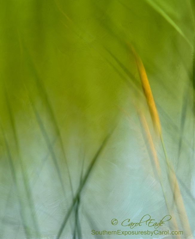 Cat  Tails - ID: 14886195 © Carol Eade