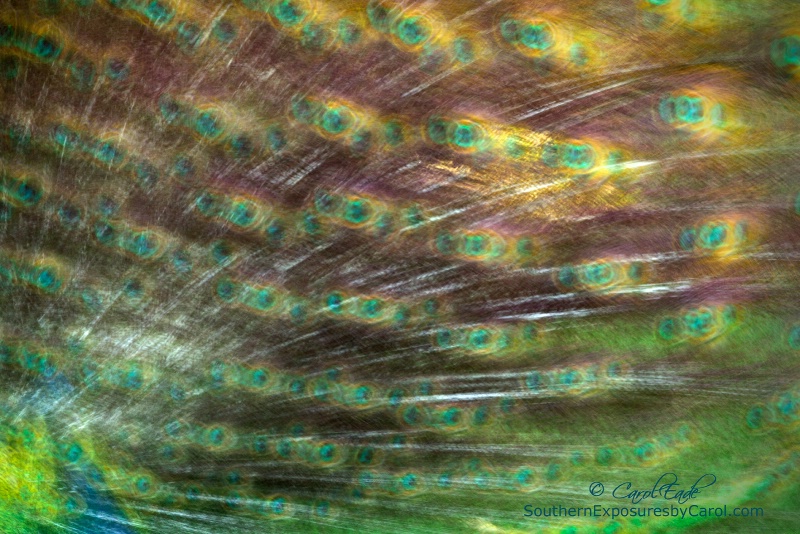 Dance of the Peacock - ID: 14886196 © Carol Eade