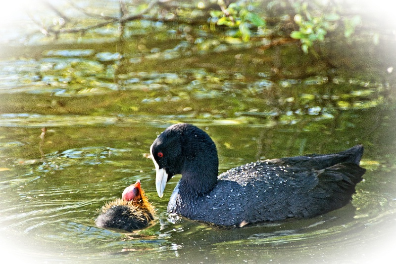 Mother's Love