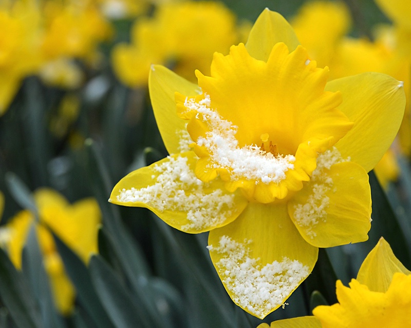 Daffodil Dusting