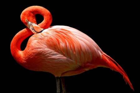 Flamingo in G major