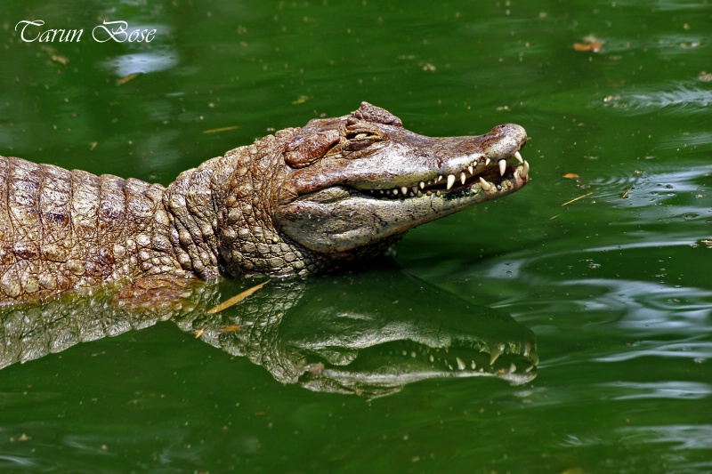 Crocodile Reflection.