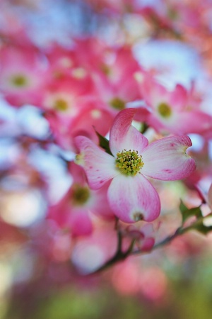 Red Dogwood with Lensbaby