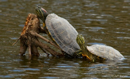 2 Buddies Hanging Out!!  Turtles