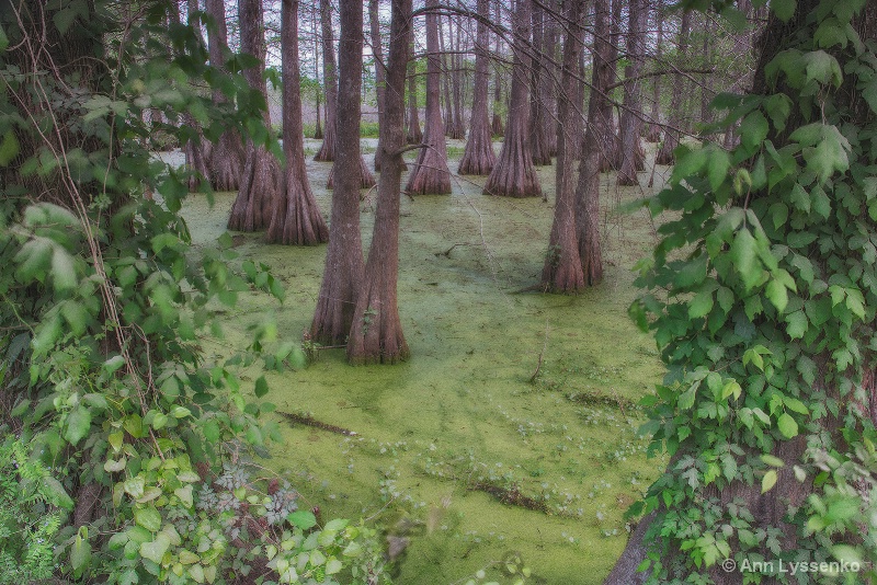 Cypress Spring Morning