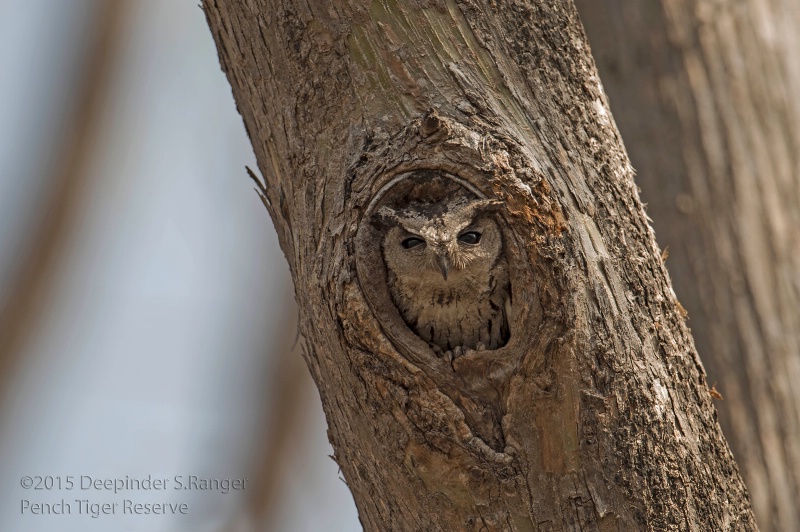 Scops Owlet in his cosy home !