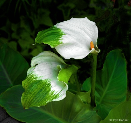 Green Goddess Calla Lily