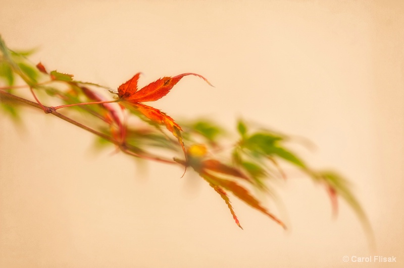 Japanese Maple Leaf - ID: 14888661 © Carol Flisak