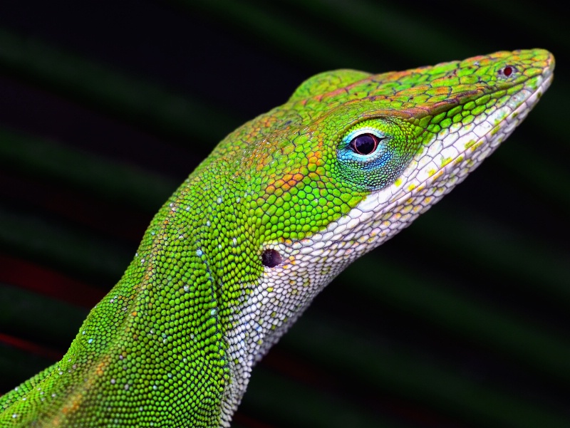 Texas Green Anole Lizard