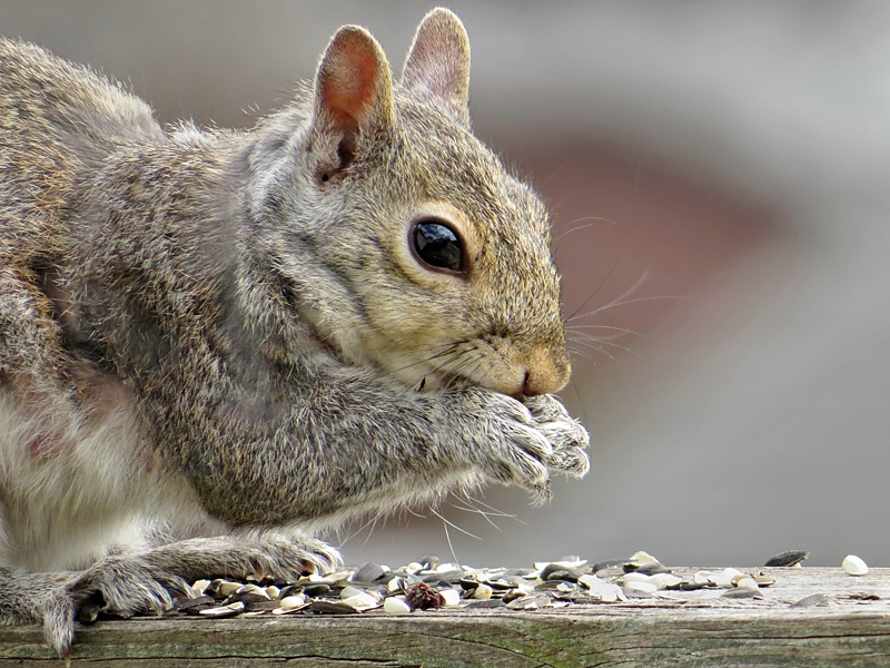 Nibbling