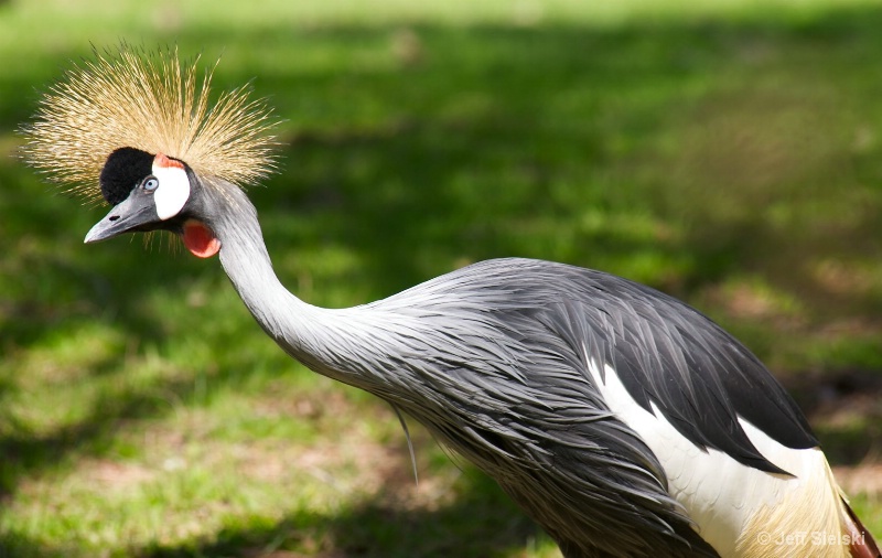 Did You Say Something? Grey Crowned Crane