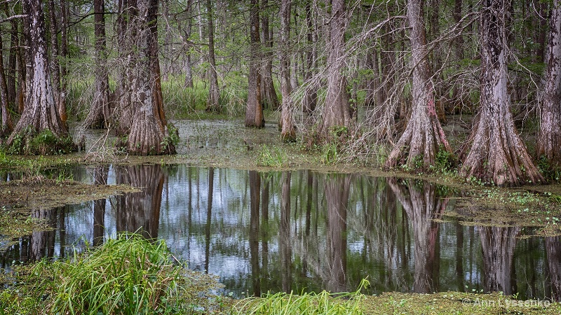 Swamp Morning Stillness