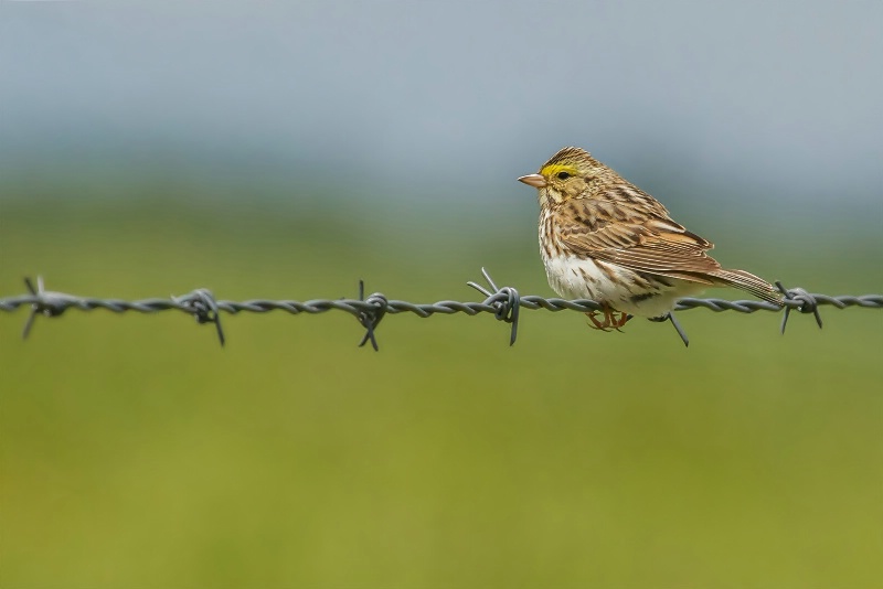 Bird on a Wire