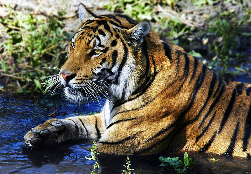 Tiger In The Stream