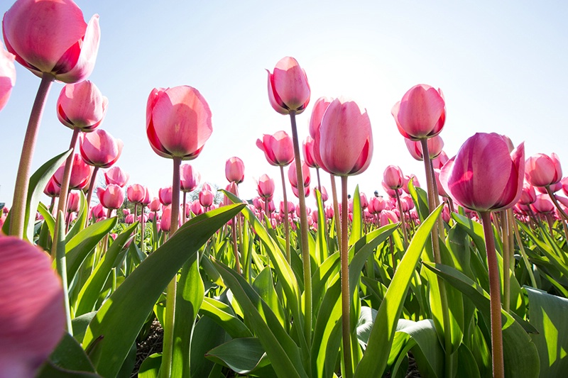 From the Tulip Fields