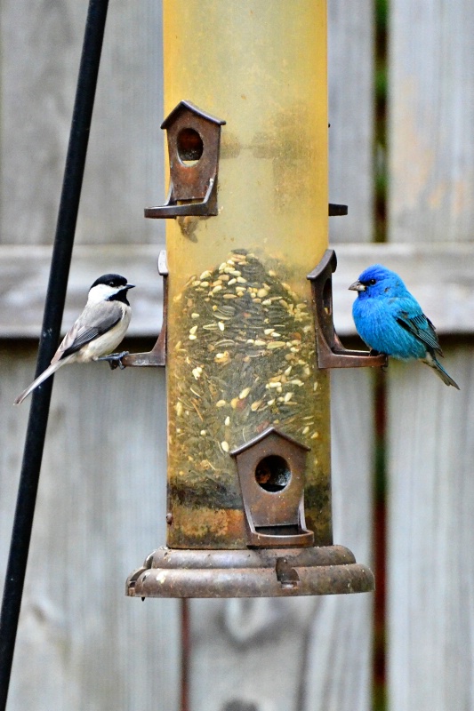 Blue Indigo Bunting 2015