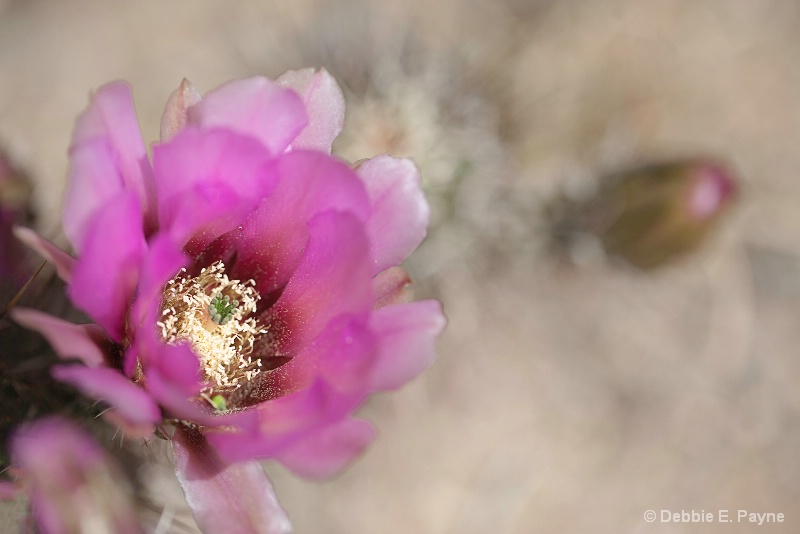 The Delicate Side of a Cactus Flower