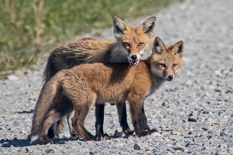 Vixen and Kit   