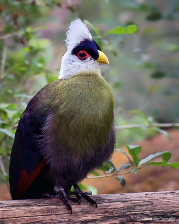 White Crested Turaco