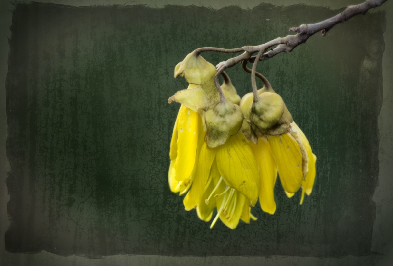 Antique Kowhai