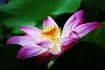 Beauty of Flower