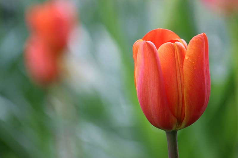 Tangerine - ID: 14890271 © Tammy M. Anderson