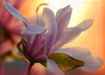 Photography Contest Grand Prize Winner - June 2015: Magnolia Blossom