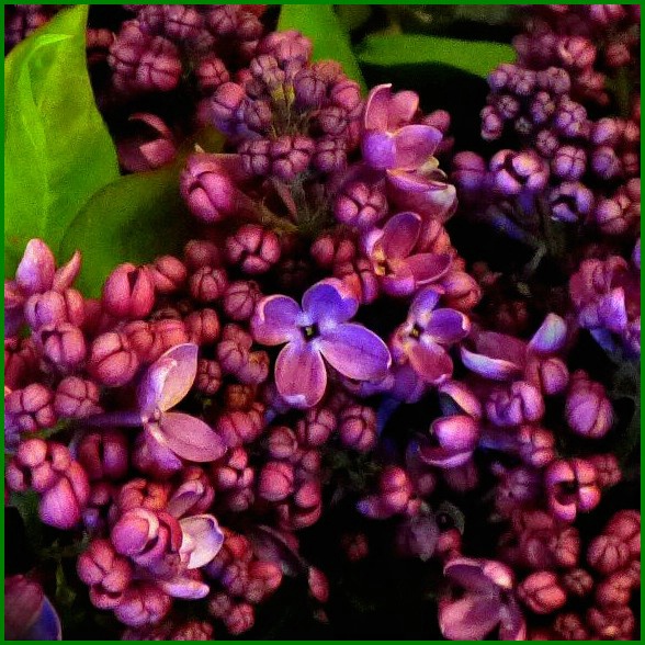 Lilacs For Sale