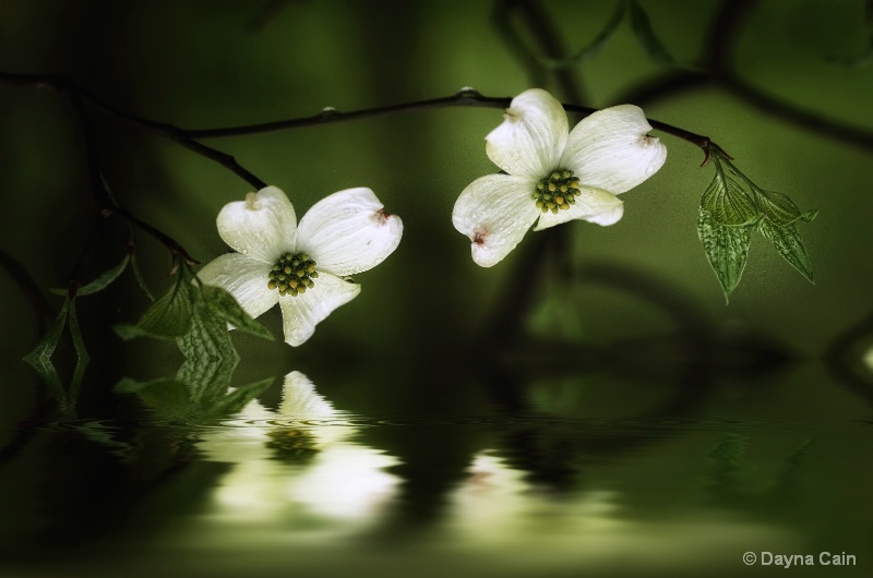 Dogwood Showers