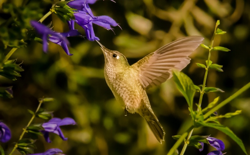 Colibri - Picaflor - Hummingbird