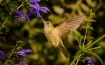 Colibri - Picaflo...